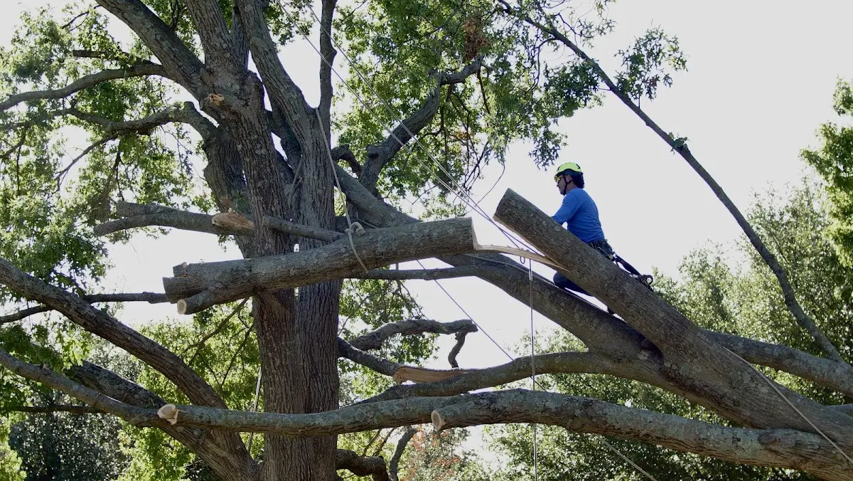 Professional Hazardous Tree Removal performed by certified arborists in Elbing