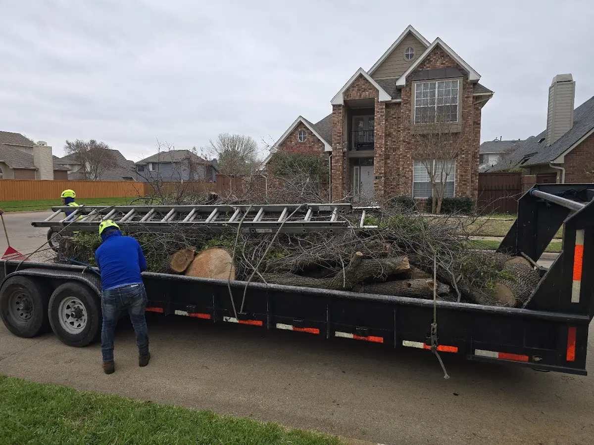 Expert Tree Removal with proper safety equipment in Elbing